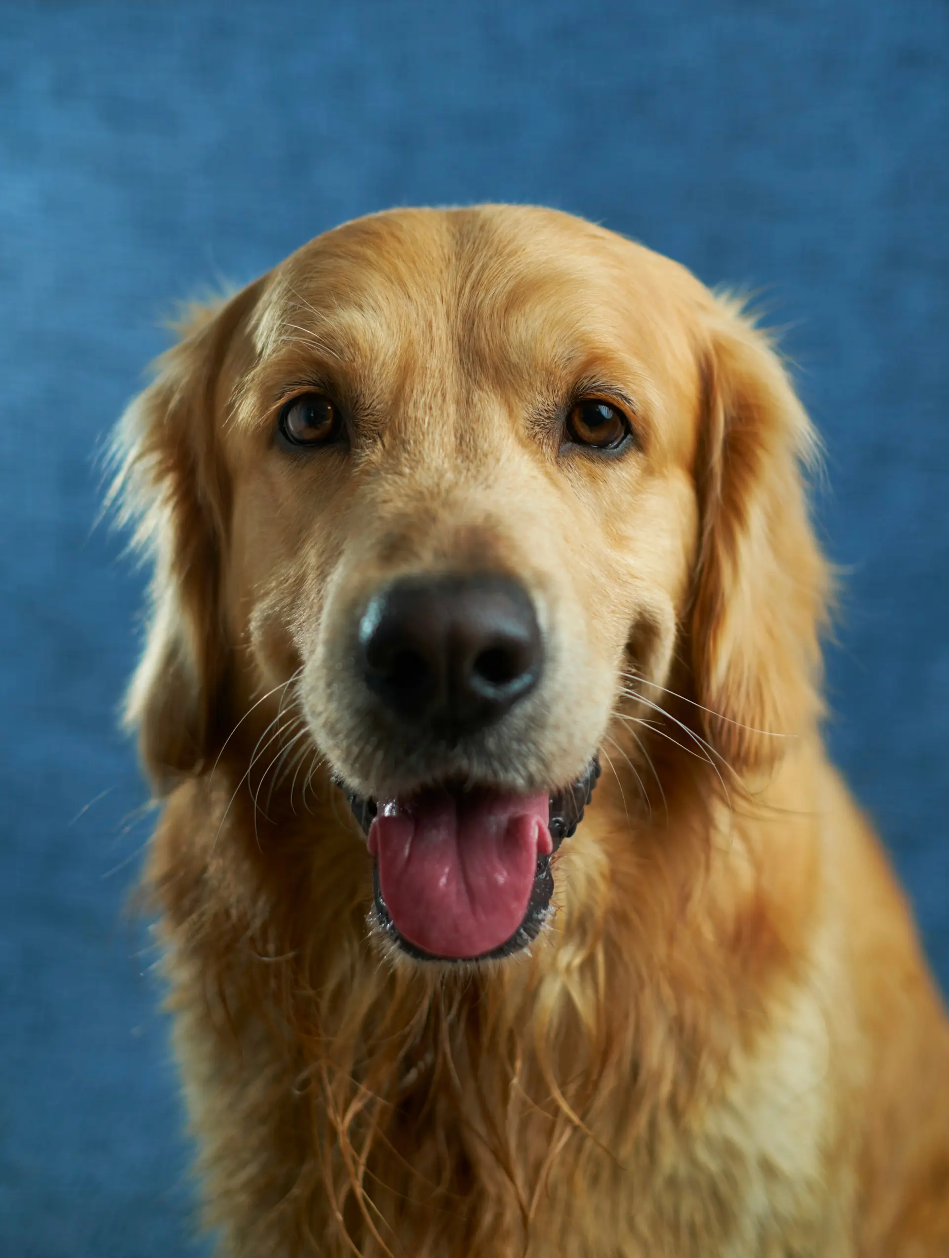 golden headshot